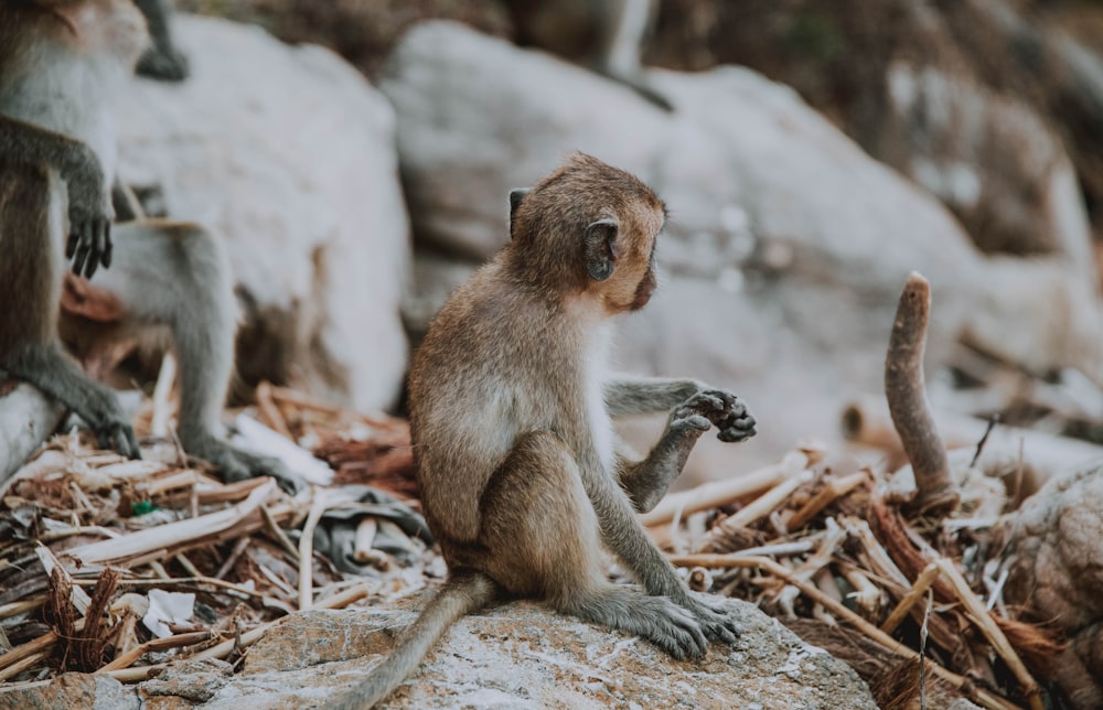 macaco marrom no galho marrom da árvore durante o dia