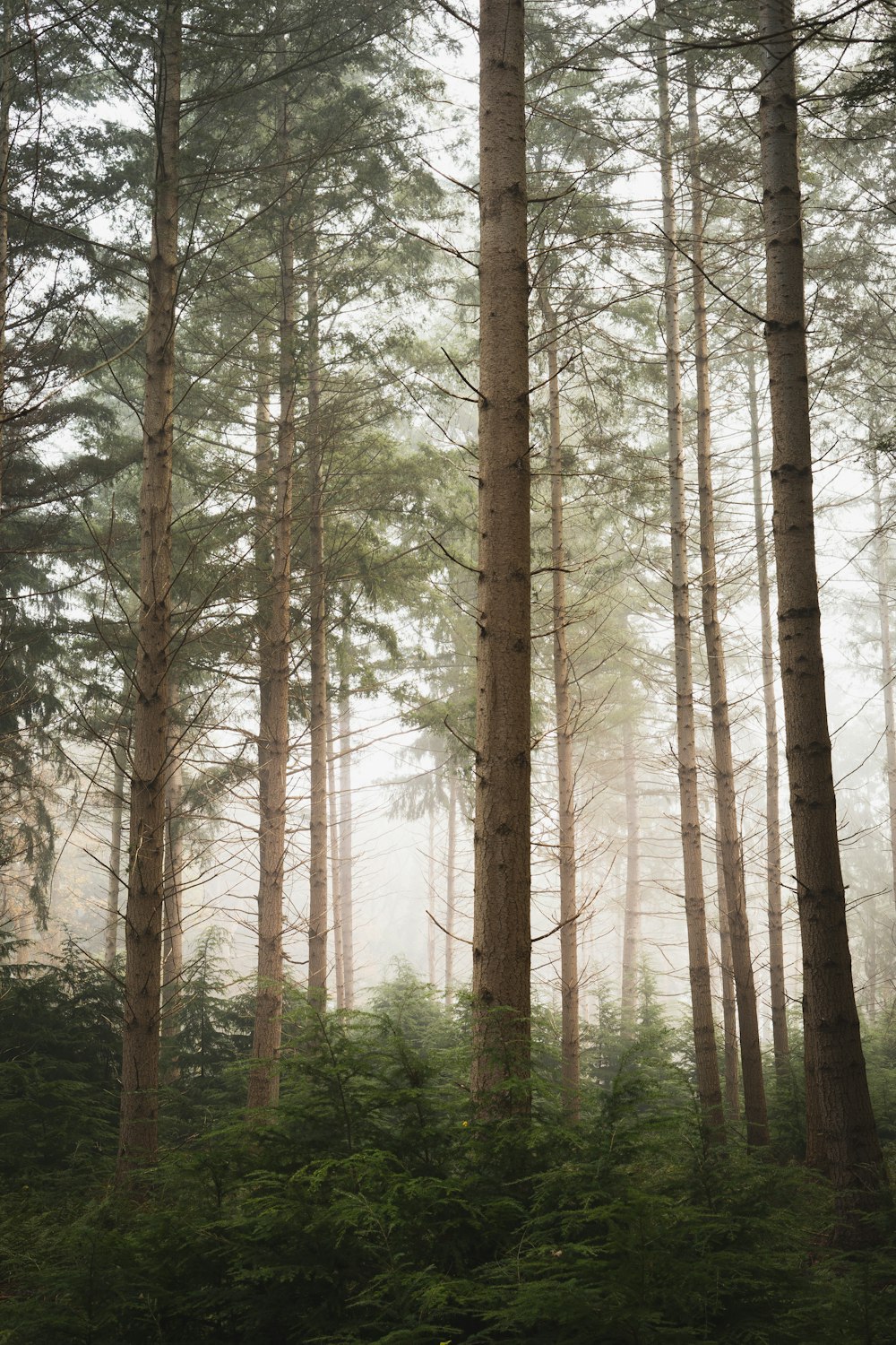 brown trees in forest during daytime