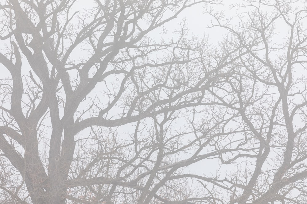 leafless tree covered with snow