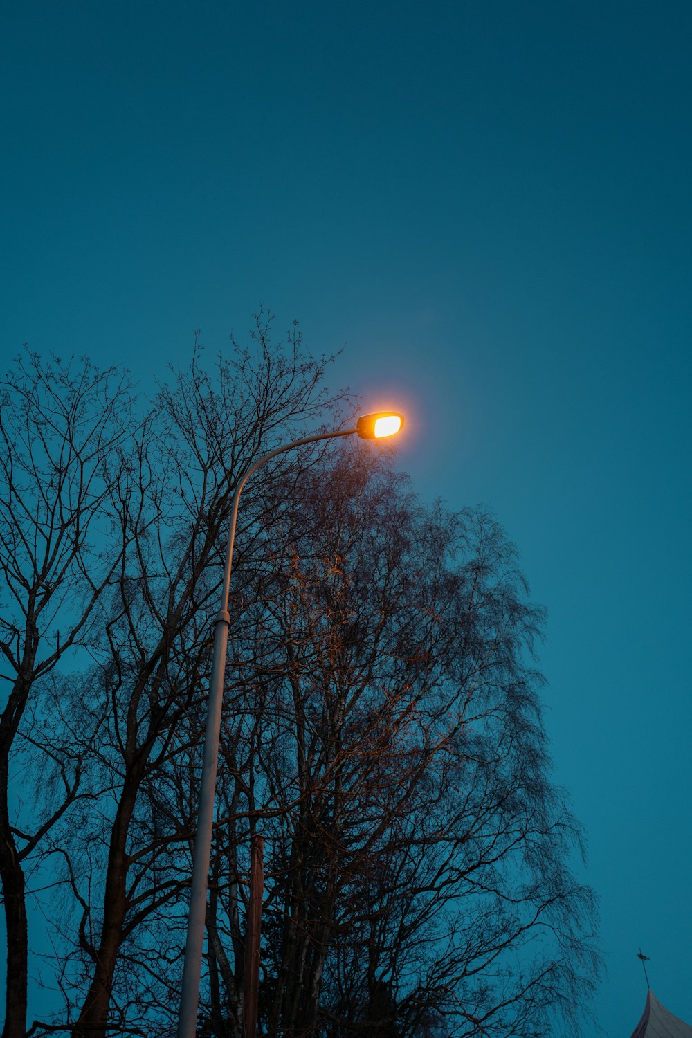 bare trees under blue sky during night time