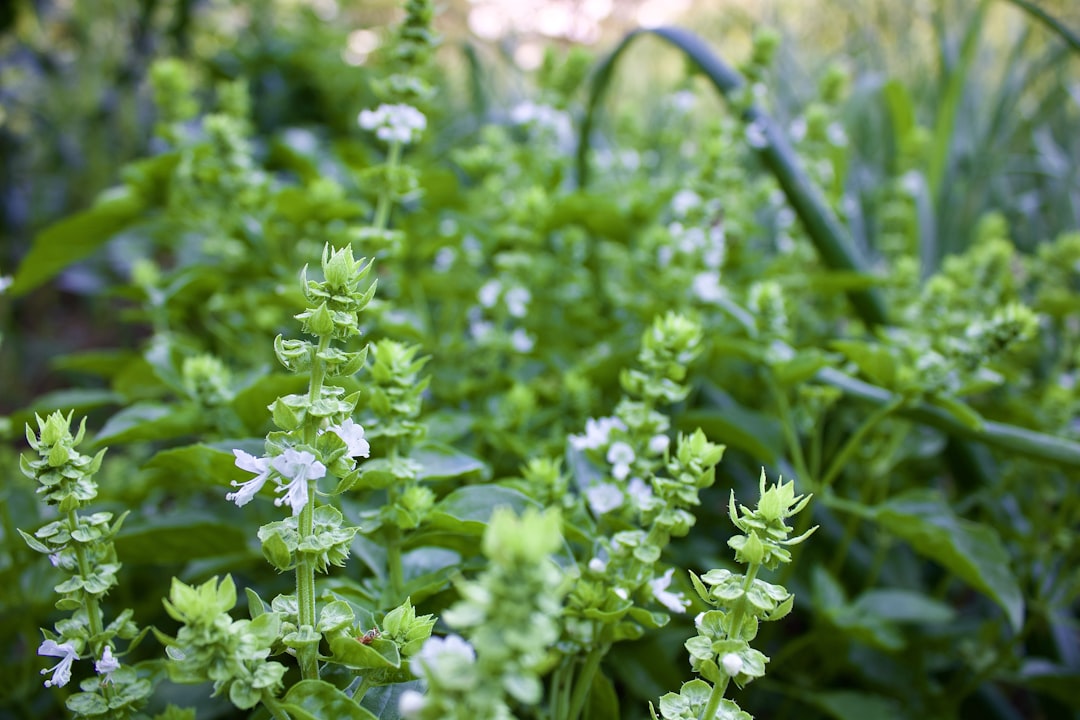 white flowers with green leaves,