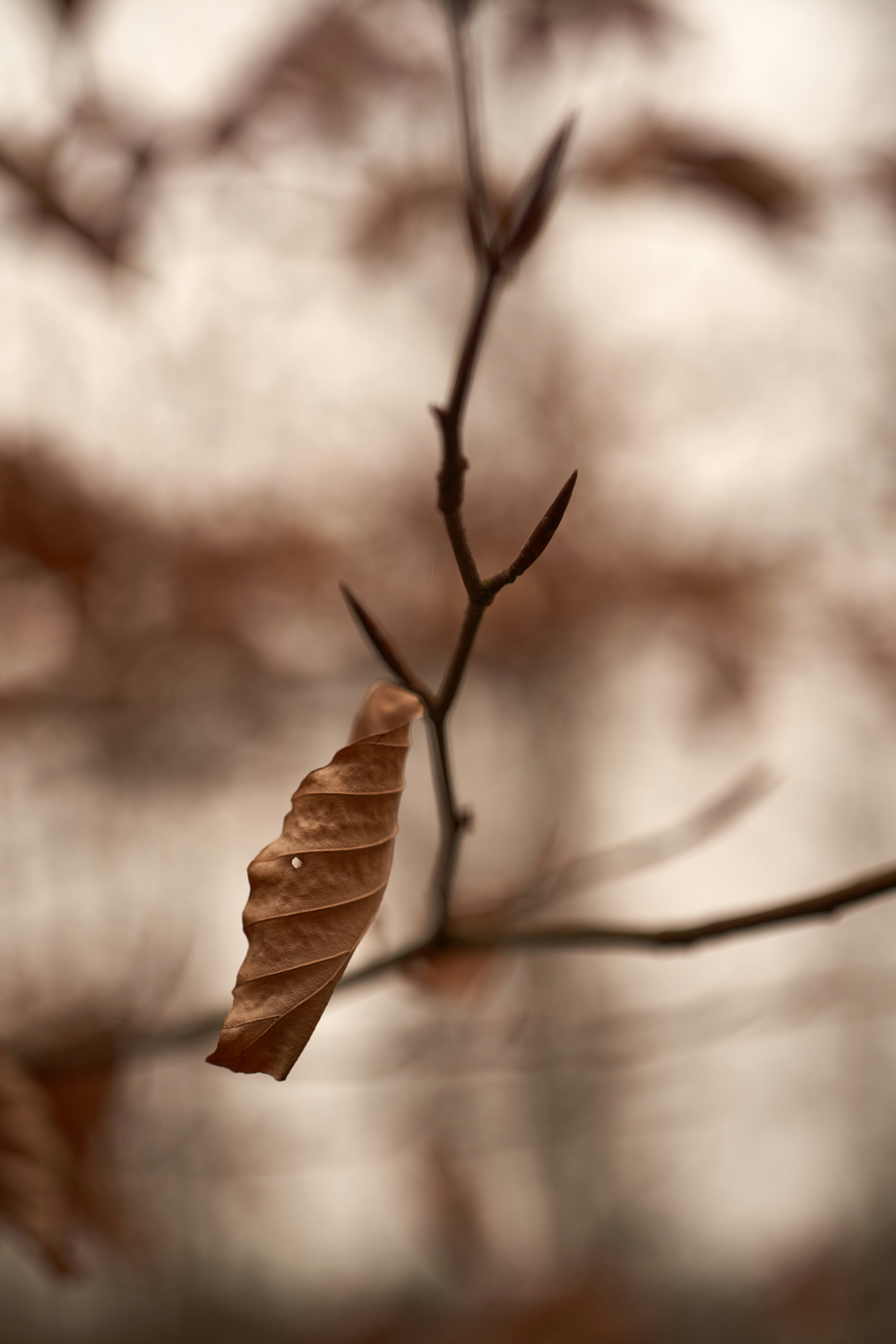 Photo by wolfgang_hasselmann