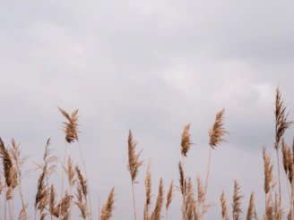 brown wheat field under white cloudy sky during daytime