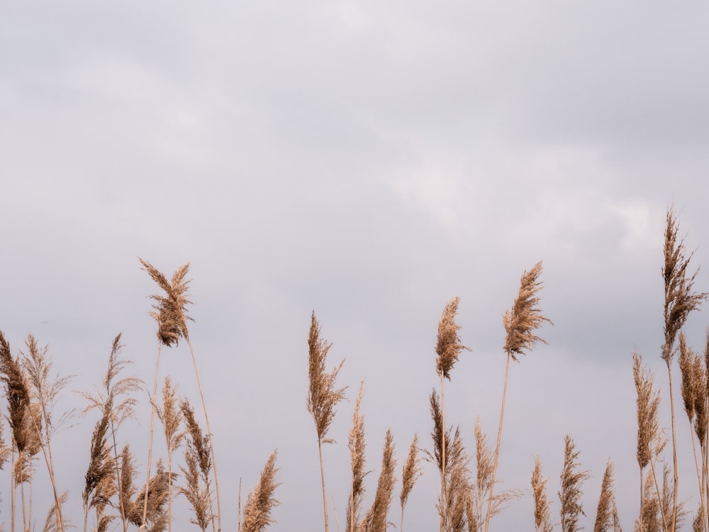 昼間の白い曇り空の下、茶色の小麦畑