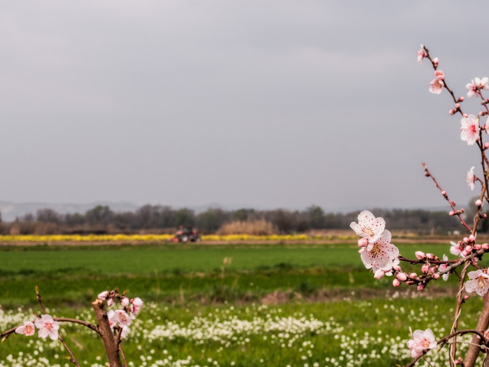 flores blancas en un campo de hierba verde durante el día