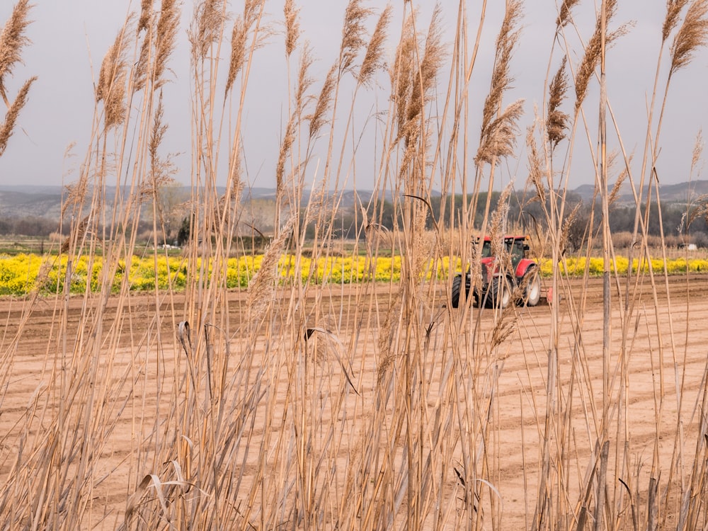 Menschen, die tagsüber auf der braunen Wiese spazieren gehen