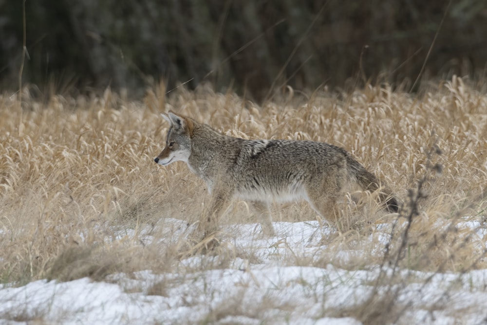 雪に覆われた野原を歩くオオカミ