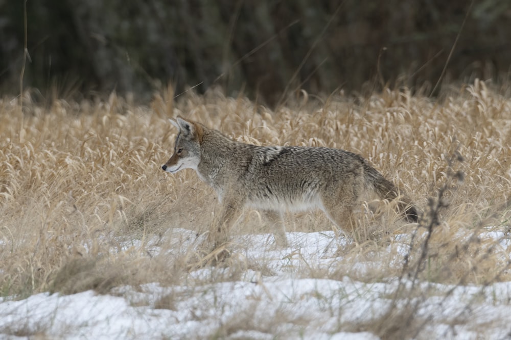 a wolf walking through a snow covered field