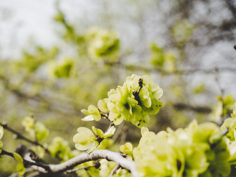 yellow flowers on brown tree branch