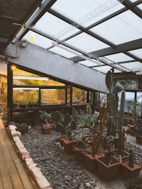 A greenhouse interior with various potted cacti and succulents arranged on a bed of gravel. The ceiling is made of glass panels, allowing natural light to filter in, and the structure presents a modern and minimalist design. The plants are housed in rectangular and round pots, and a warm light adds a cozy ambiance to the space.