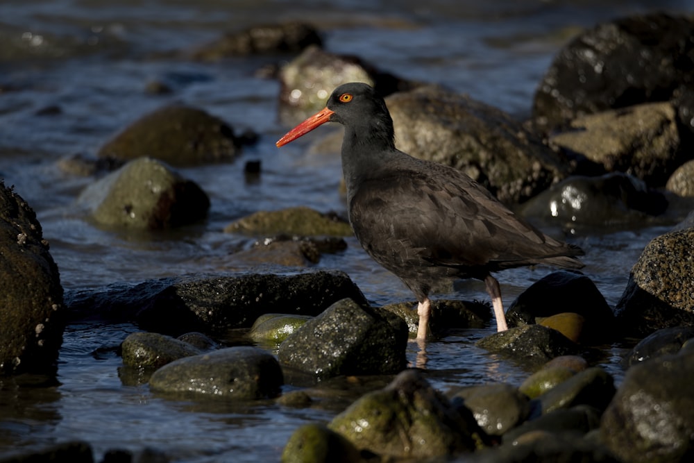 black bird on rocky shore during daytime