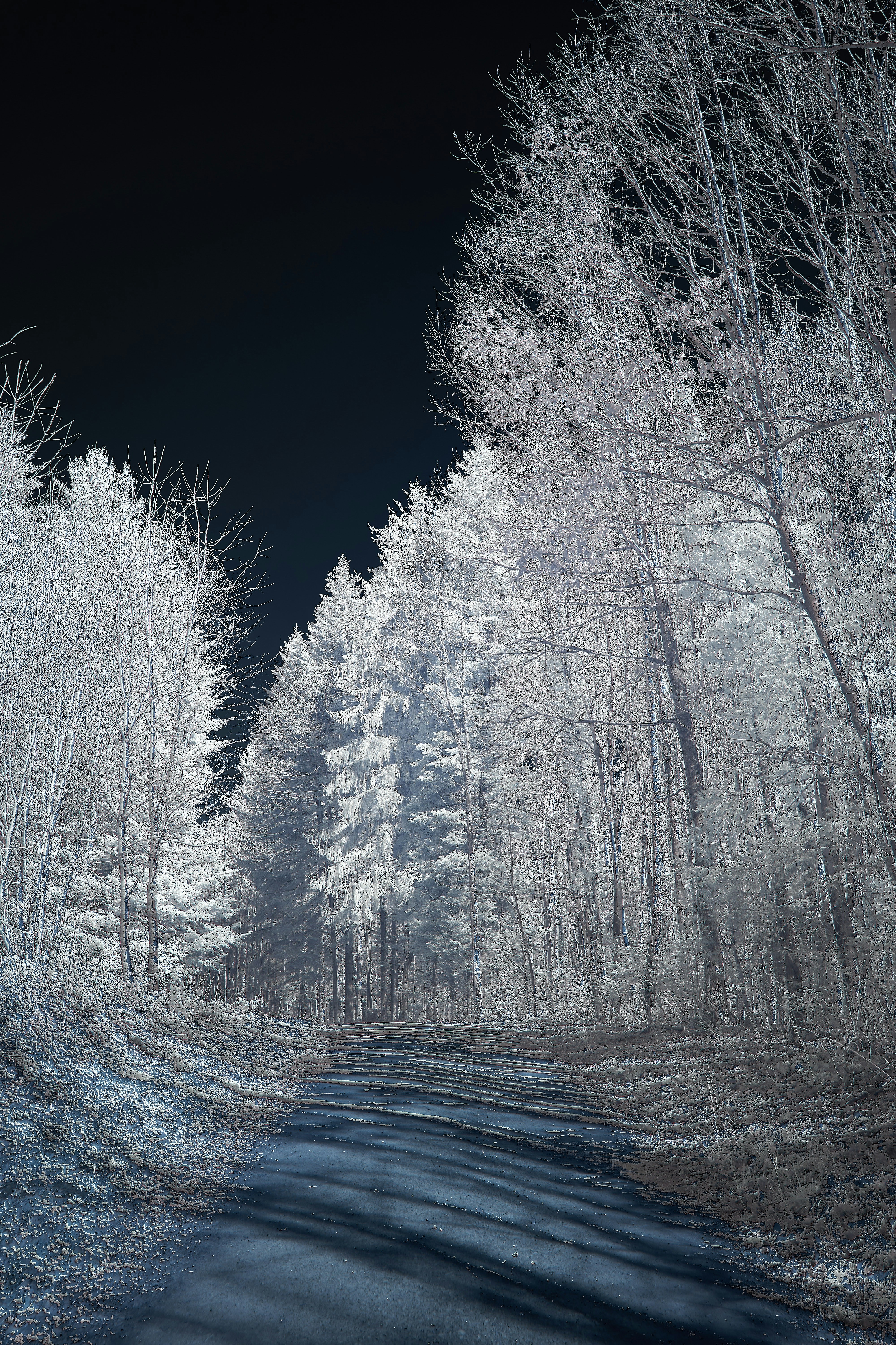 a road in the middle of a forest at night
