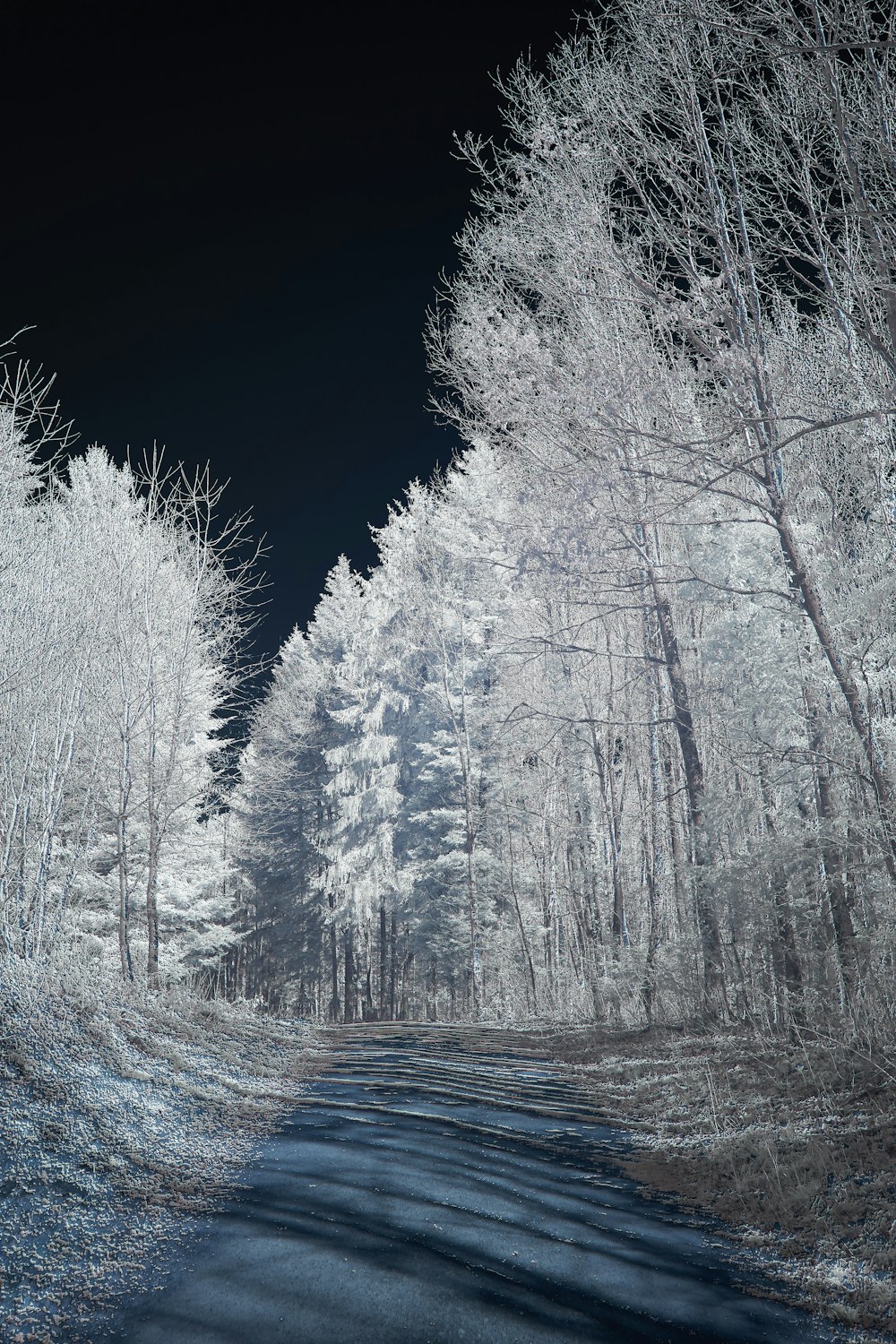 a road in the middle of a forest at night