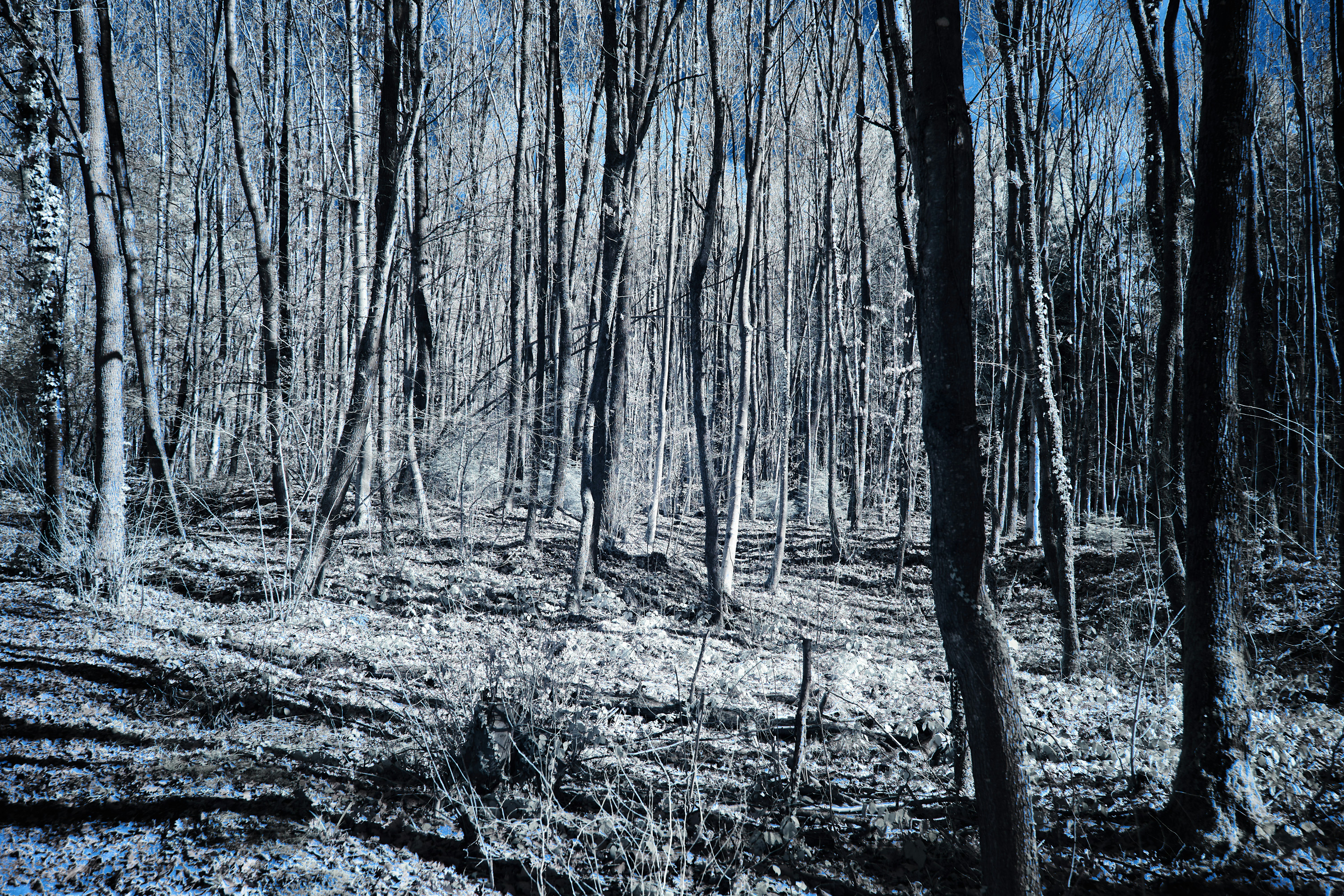 Photo by wolfgang_hasselmann