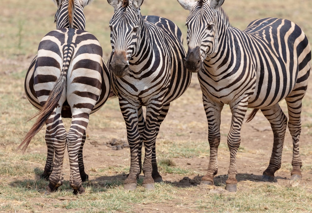 a group of zebras standing next to each other