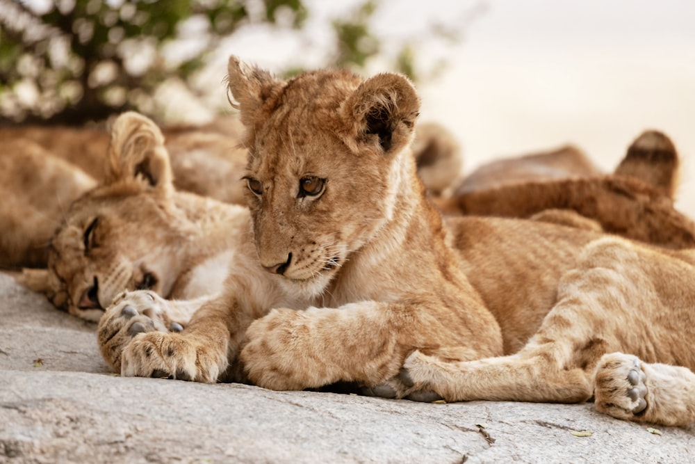 lionne brune sur sol brun pendant la journée