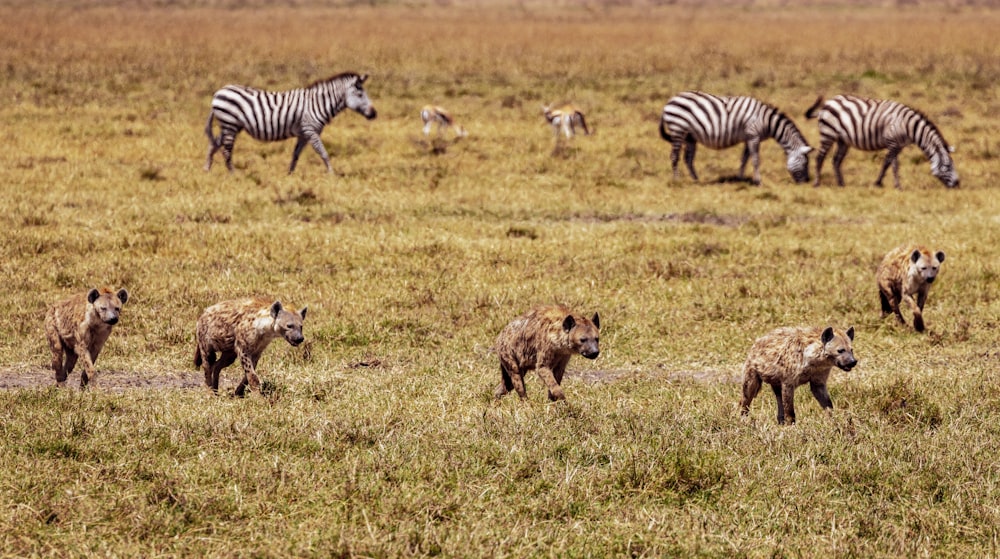 a group of zebras and hyenas in a field