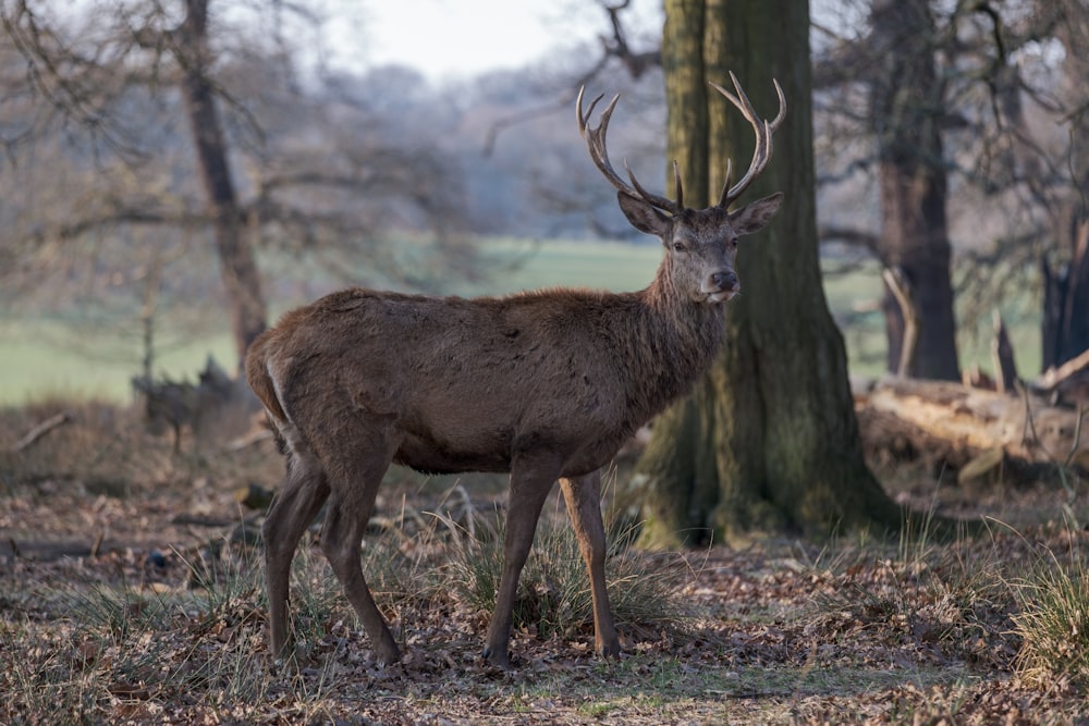 Cerf brun sur un champ d’herbe brune pendant la journée