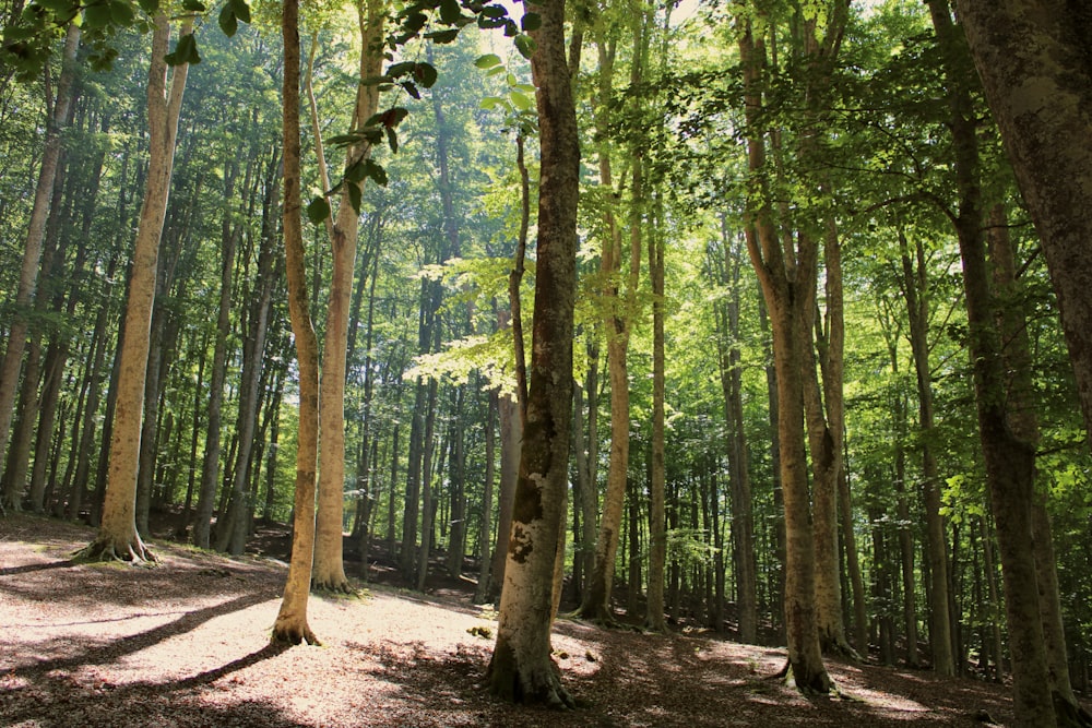 green trees on forest during daytime