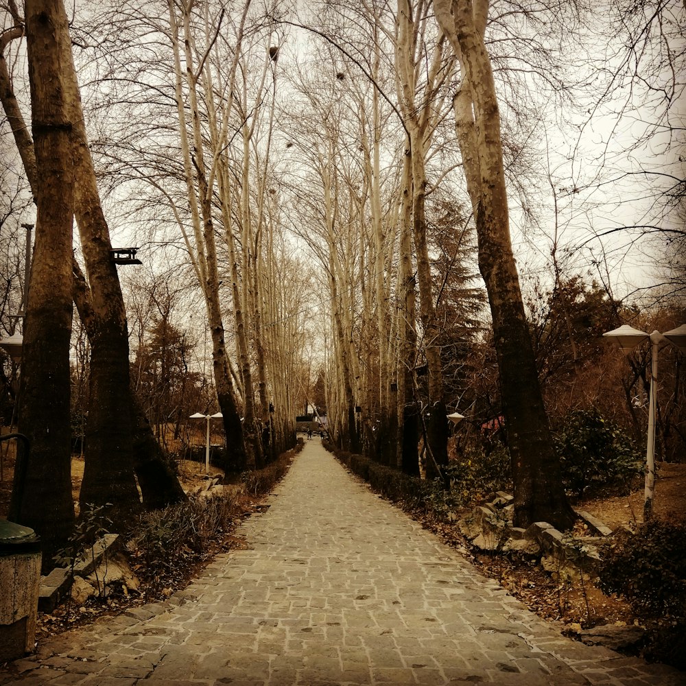 gray concrete pathway between bare trees during daytime