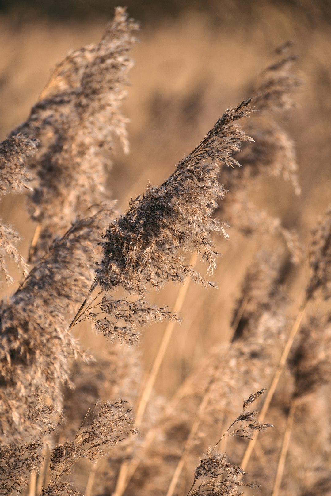 brown grass in close up photography