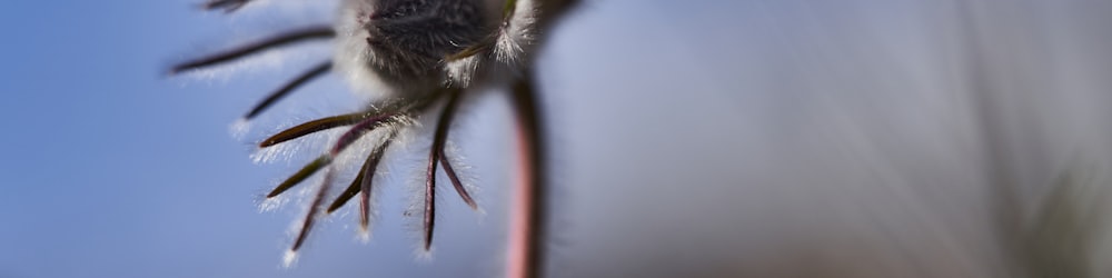 black and yellow bee on brown stem