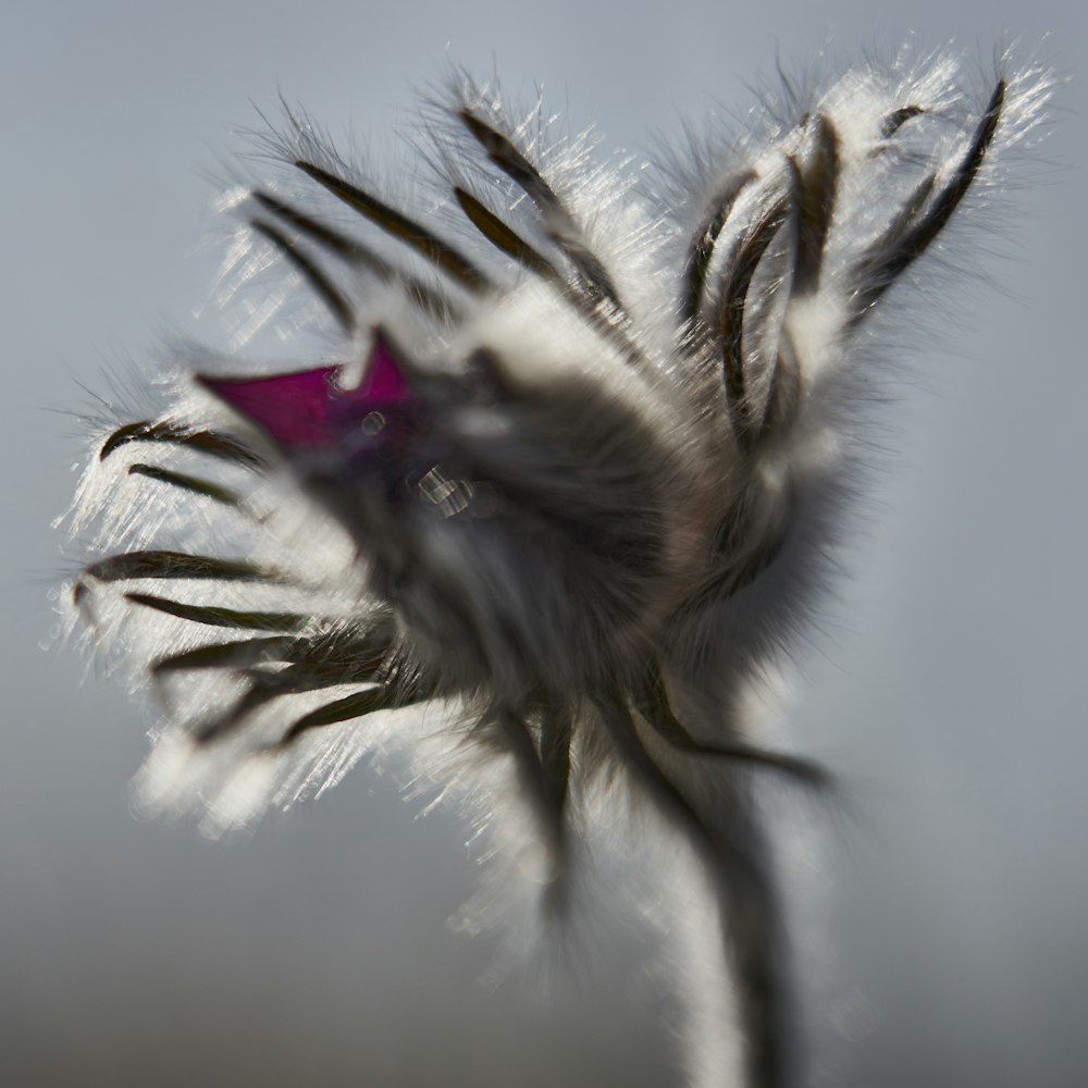 brown and white bird feather