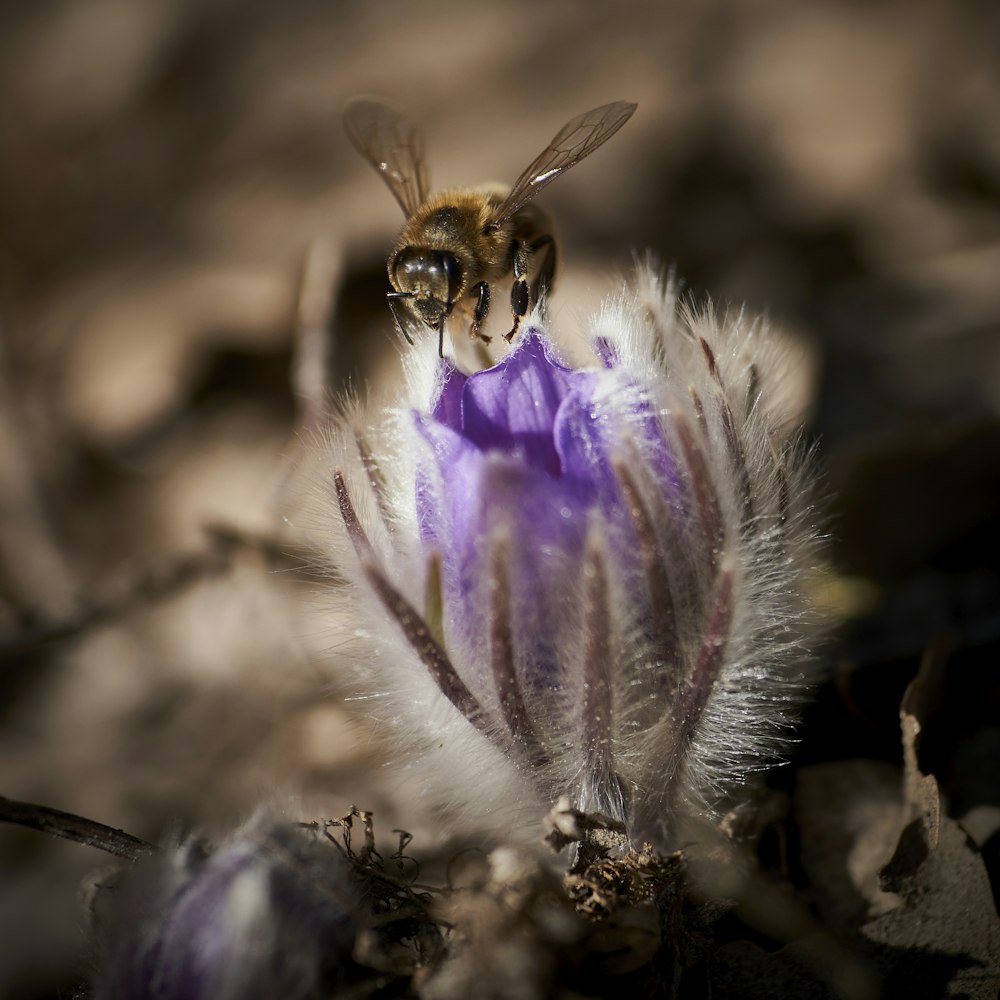 purple and white flower in macro photography