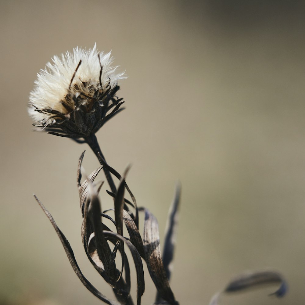 white flower in tilt shift lens