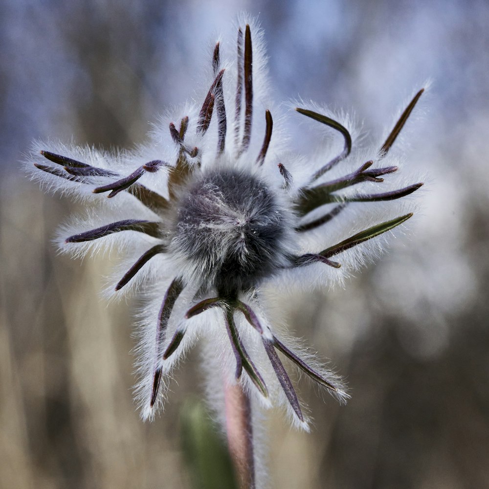 white and purple flower in tilt shift lens