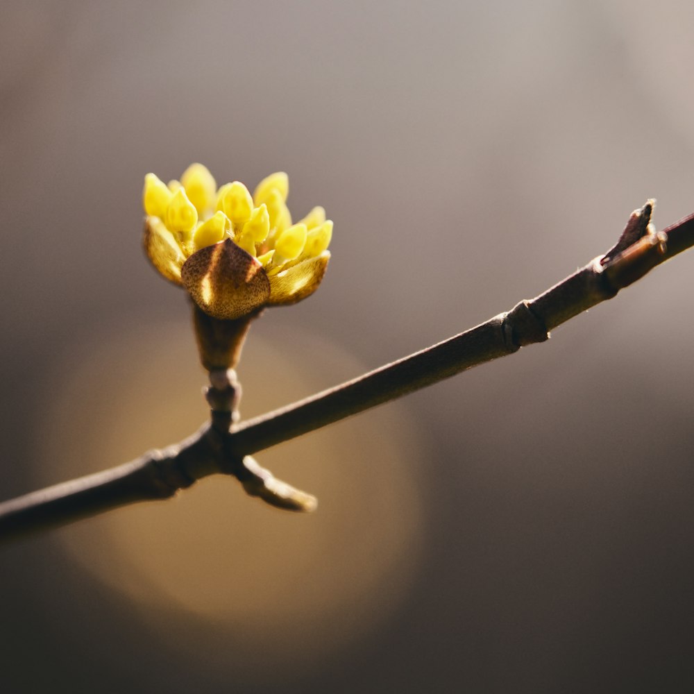 yellow flower on brown stick