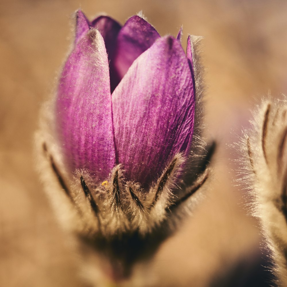 purple flower in macro shot