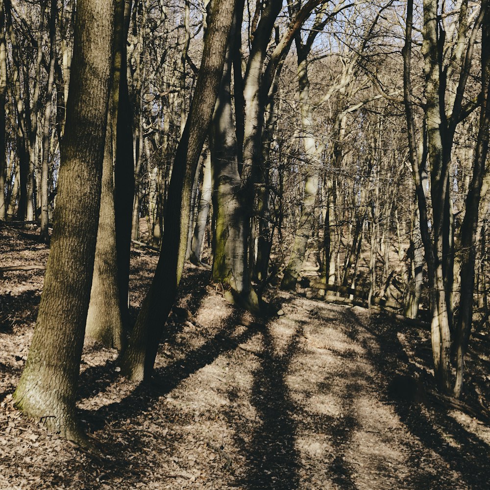 brown trees on brown field during daytime