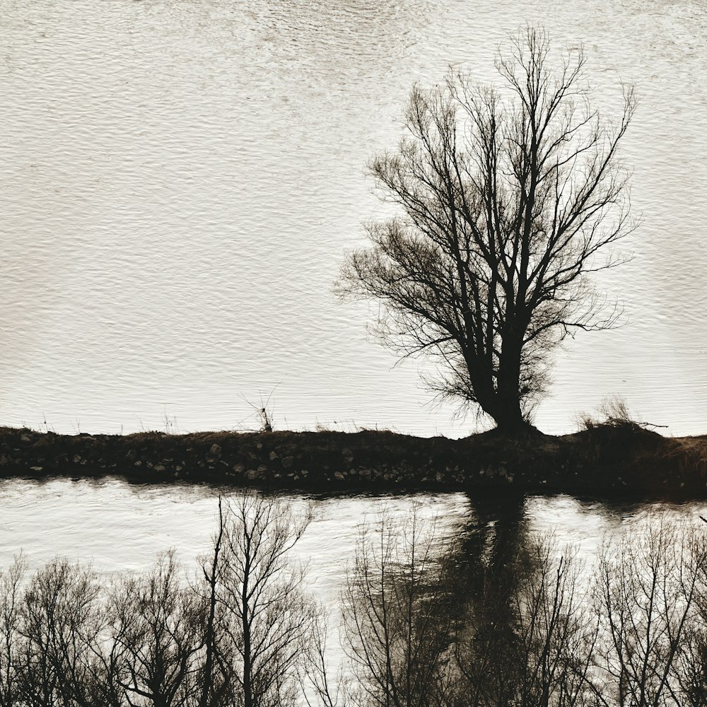 leafless tree on body of water