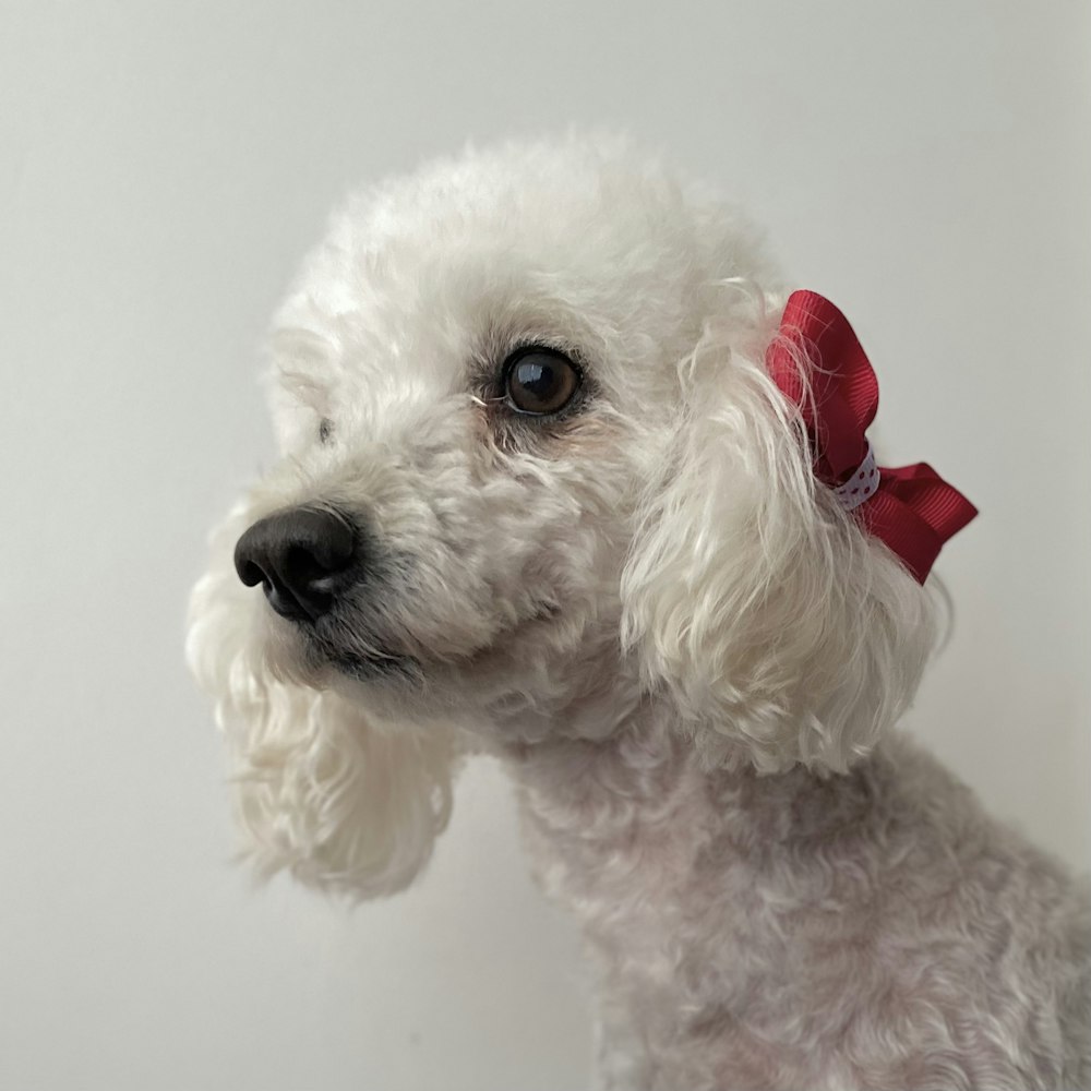 white poodle with red ribbon