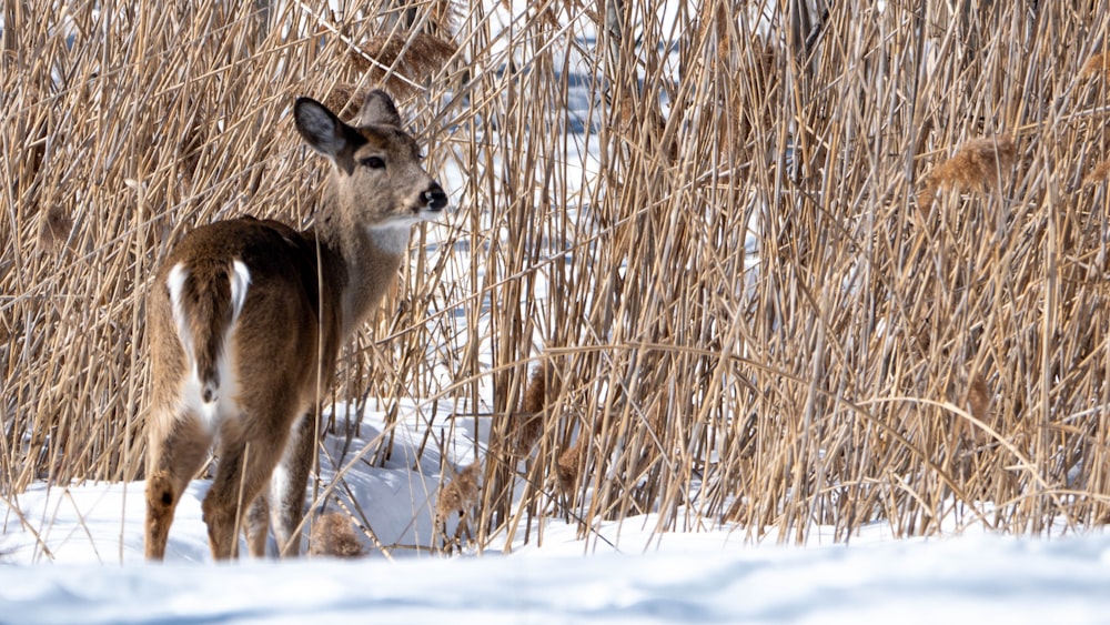 brown deer on snow covered field during daytime