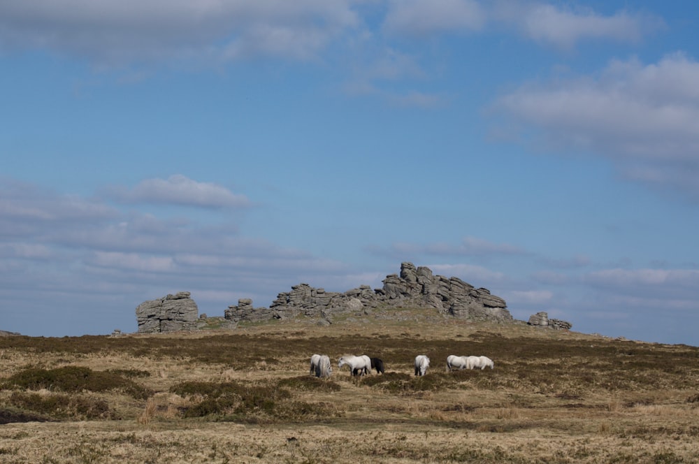 herd of sheep on brown field under blue sky during daytime
