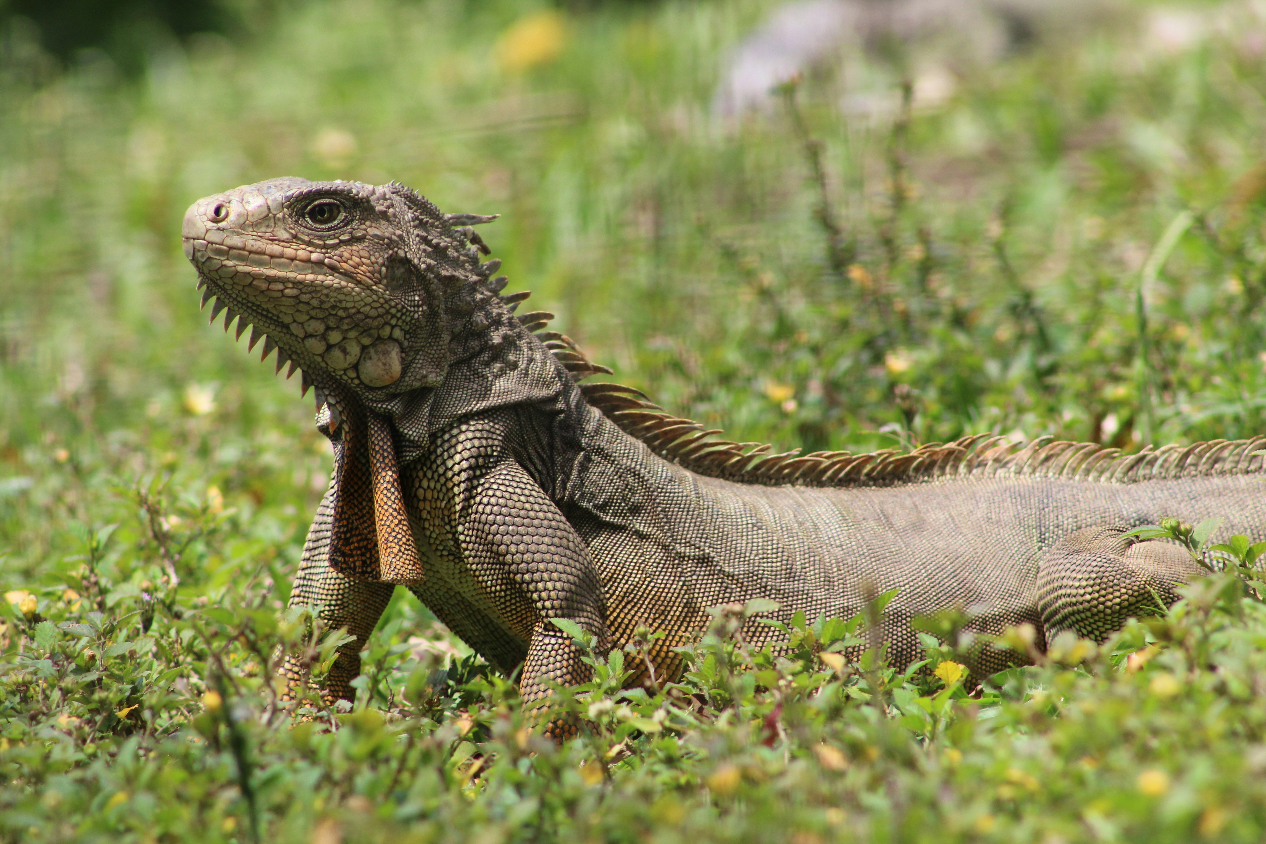 brown and gray iguana on green grass during daytime