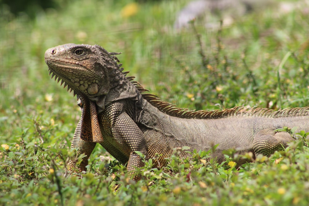 brown and gray iguana on green grass during daytime