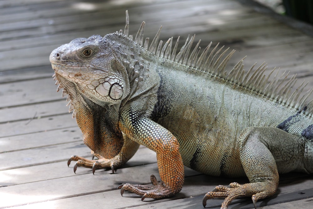 green and brown bearded dragon