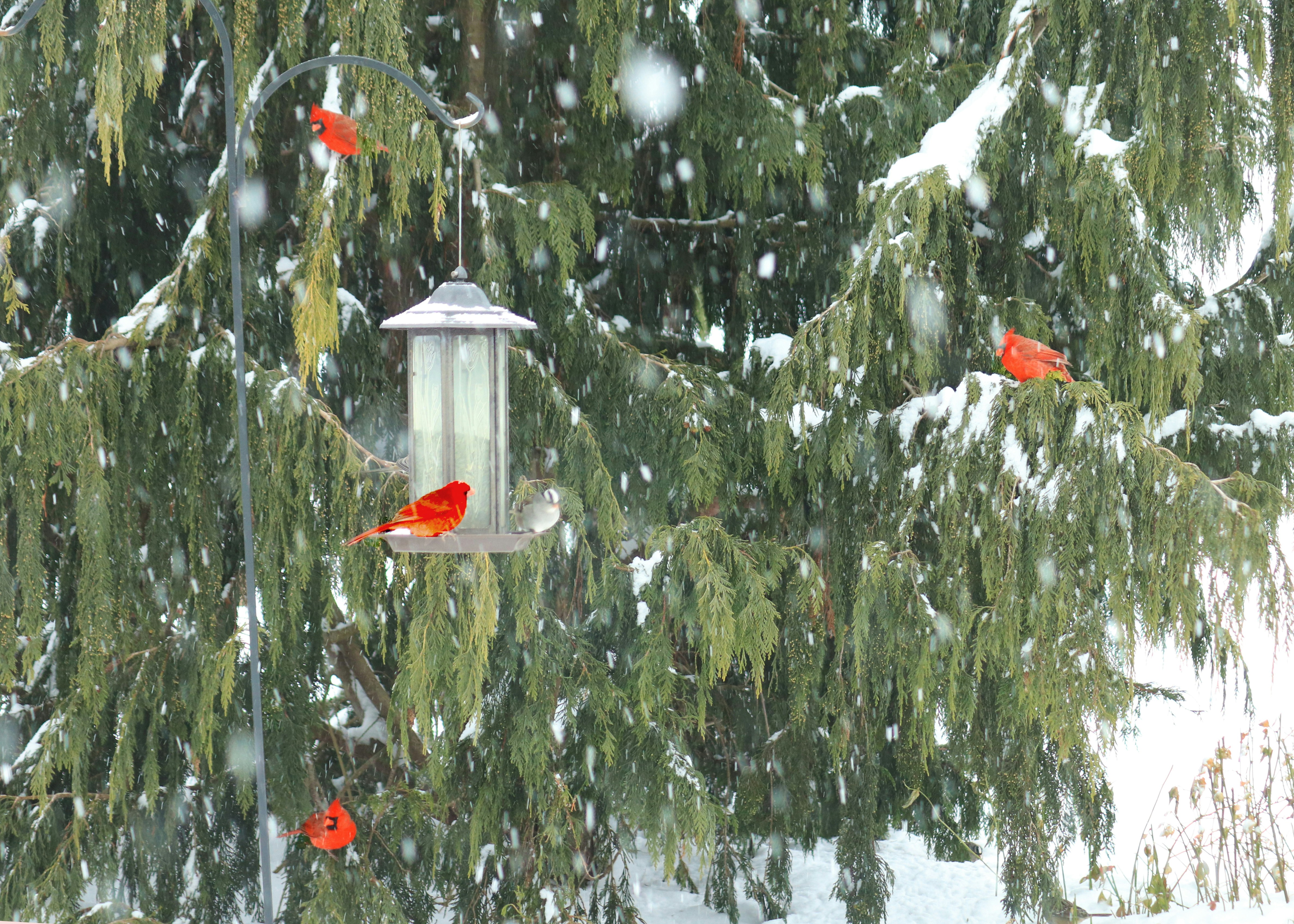 Poisson Cardinal Photos | Télécharger des images gratuites sur Unsplash