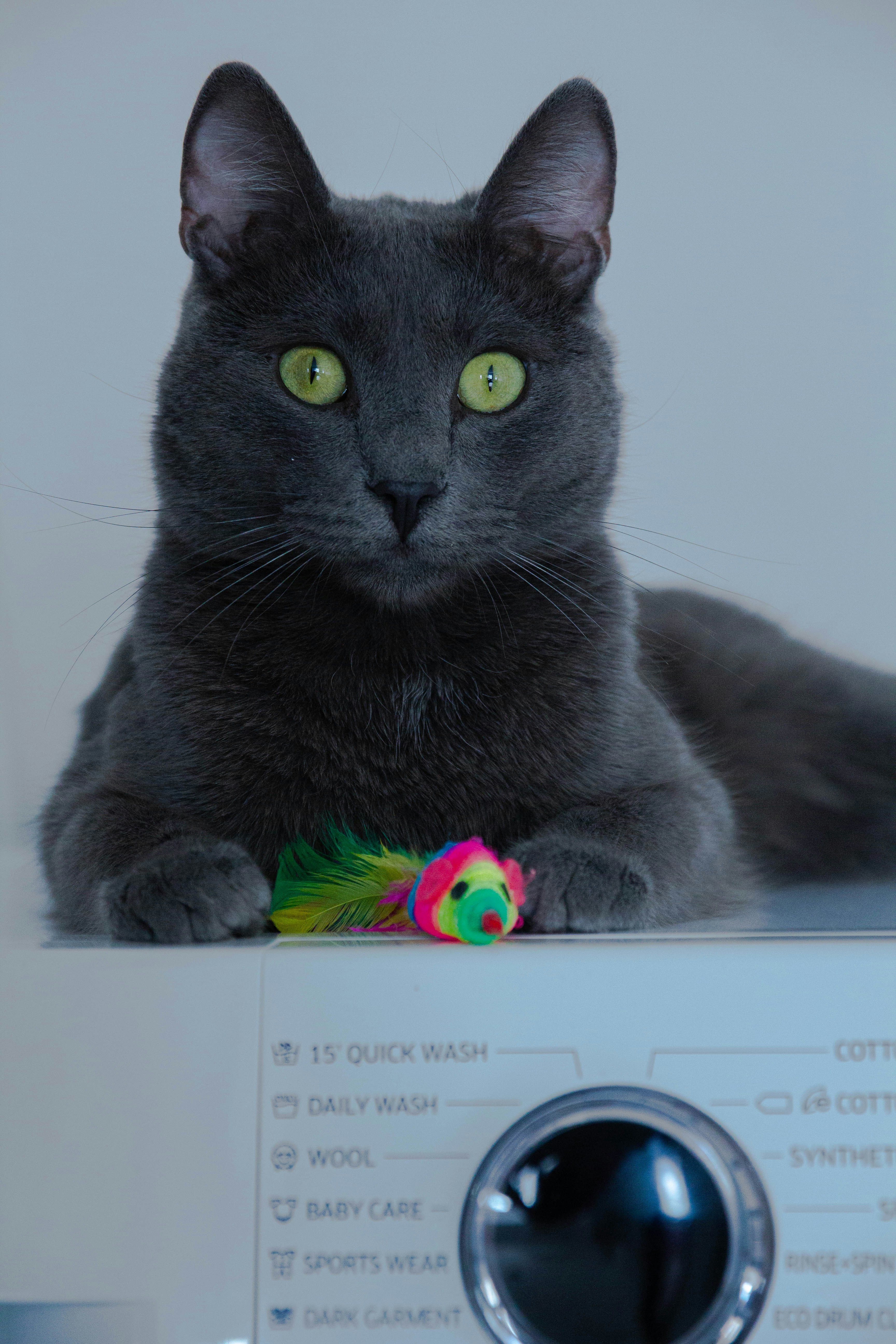 Why Toys Alone Aren’t Always Enough (image credits: unsplash)