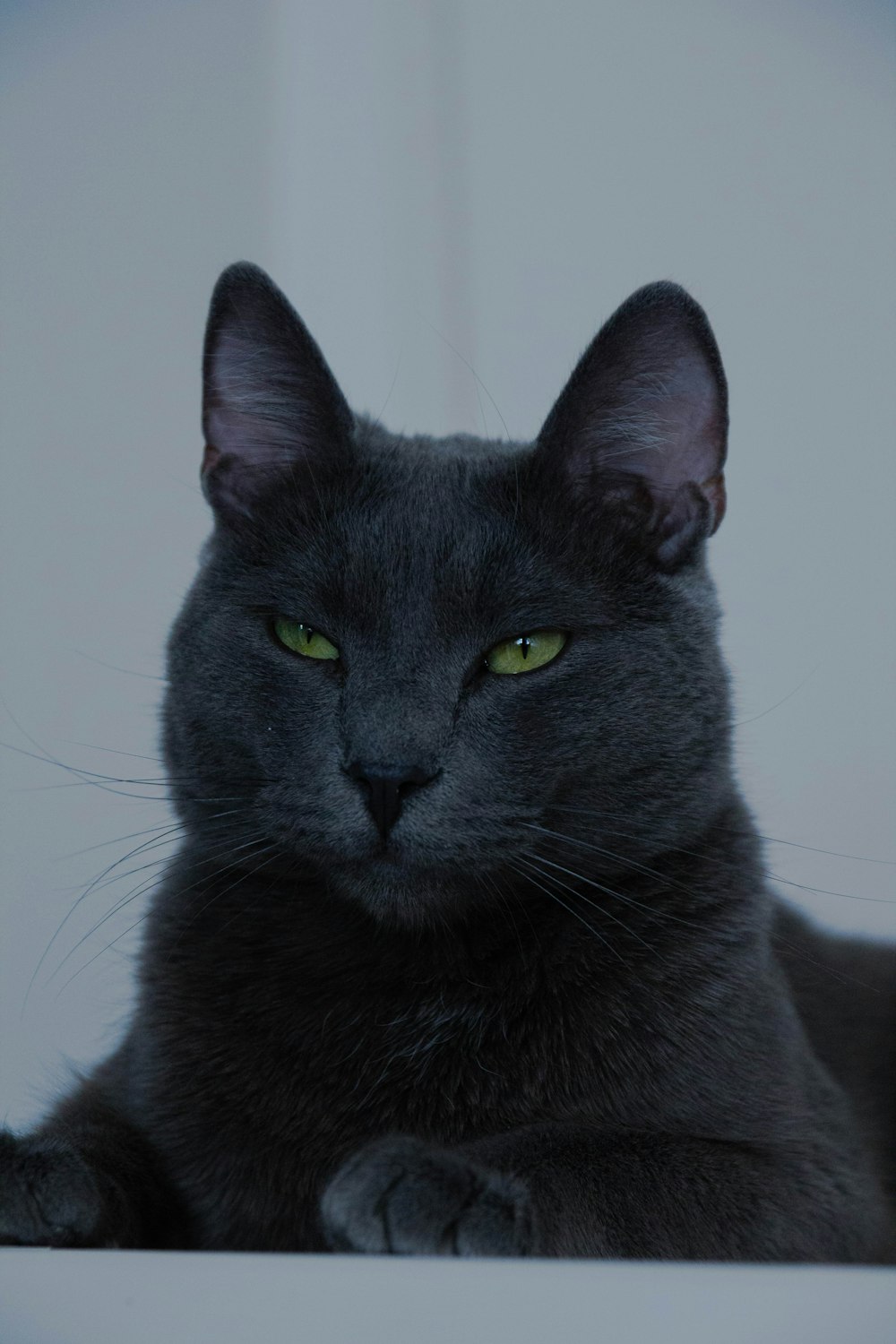 black cat on white table