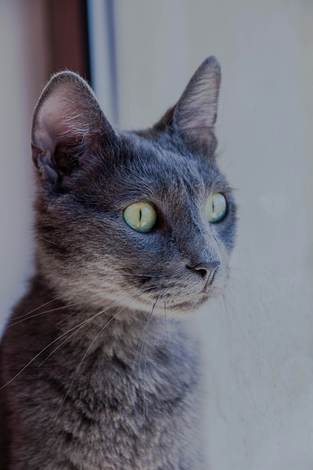 brown and black cat looking at the camera