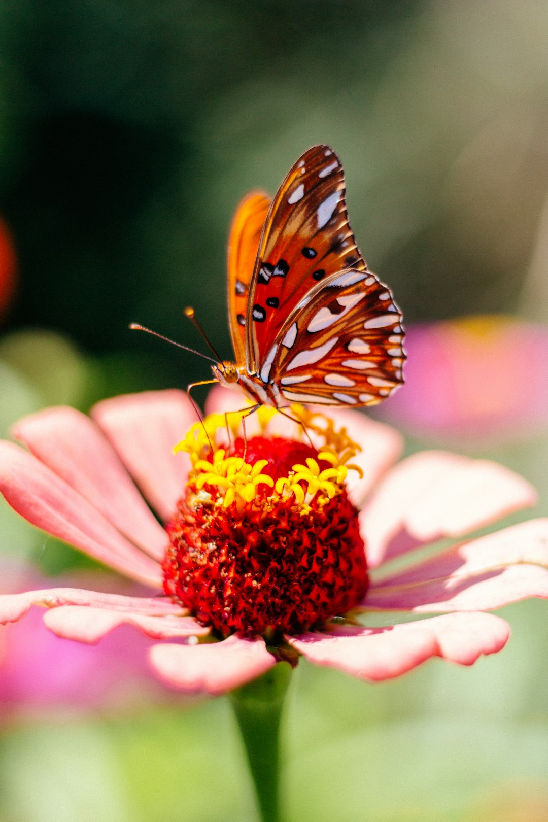 monarch butterfly perched on pink flower in close up photography during daytime