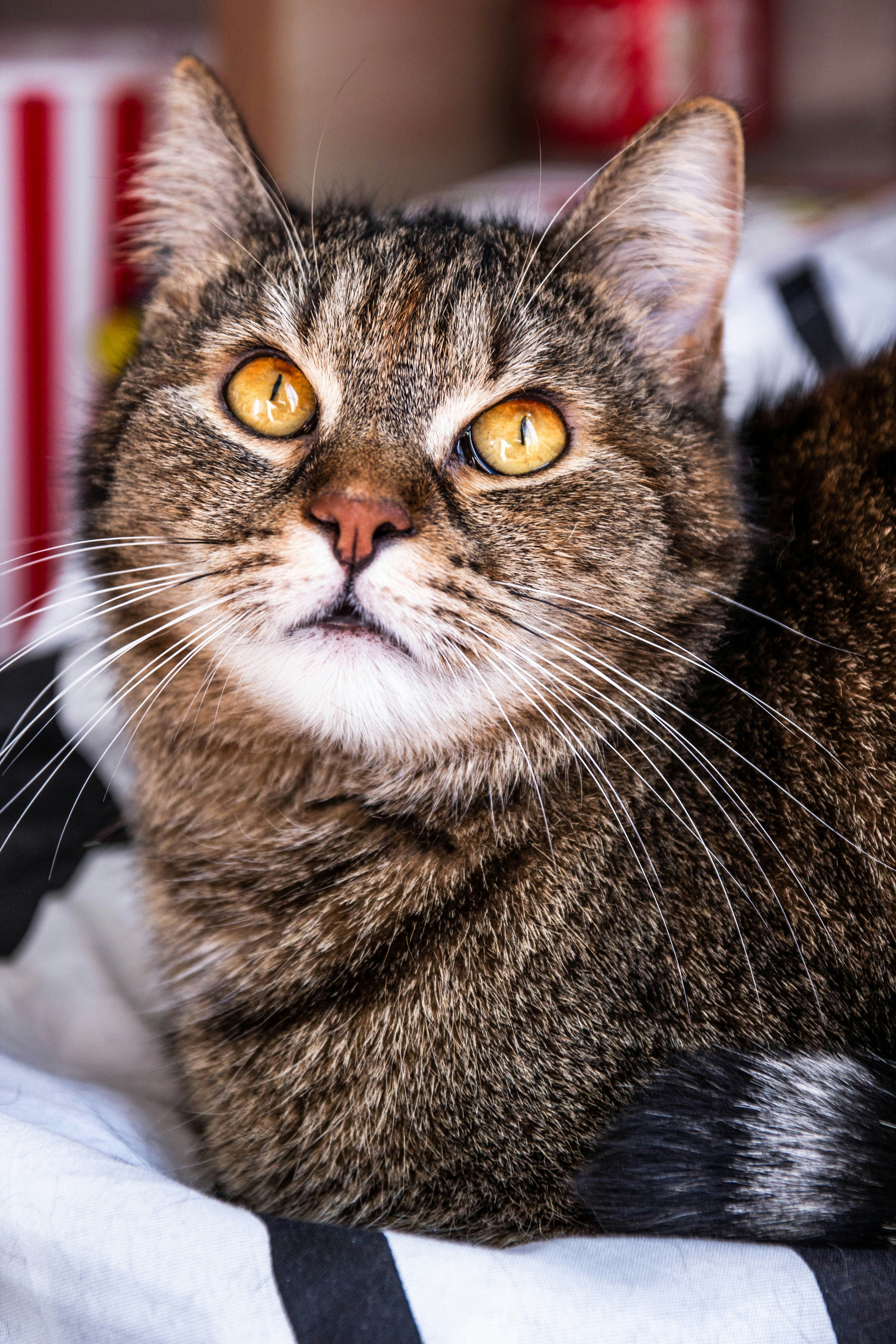 Photo by coralineart