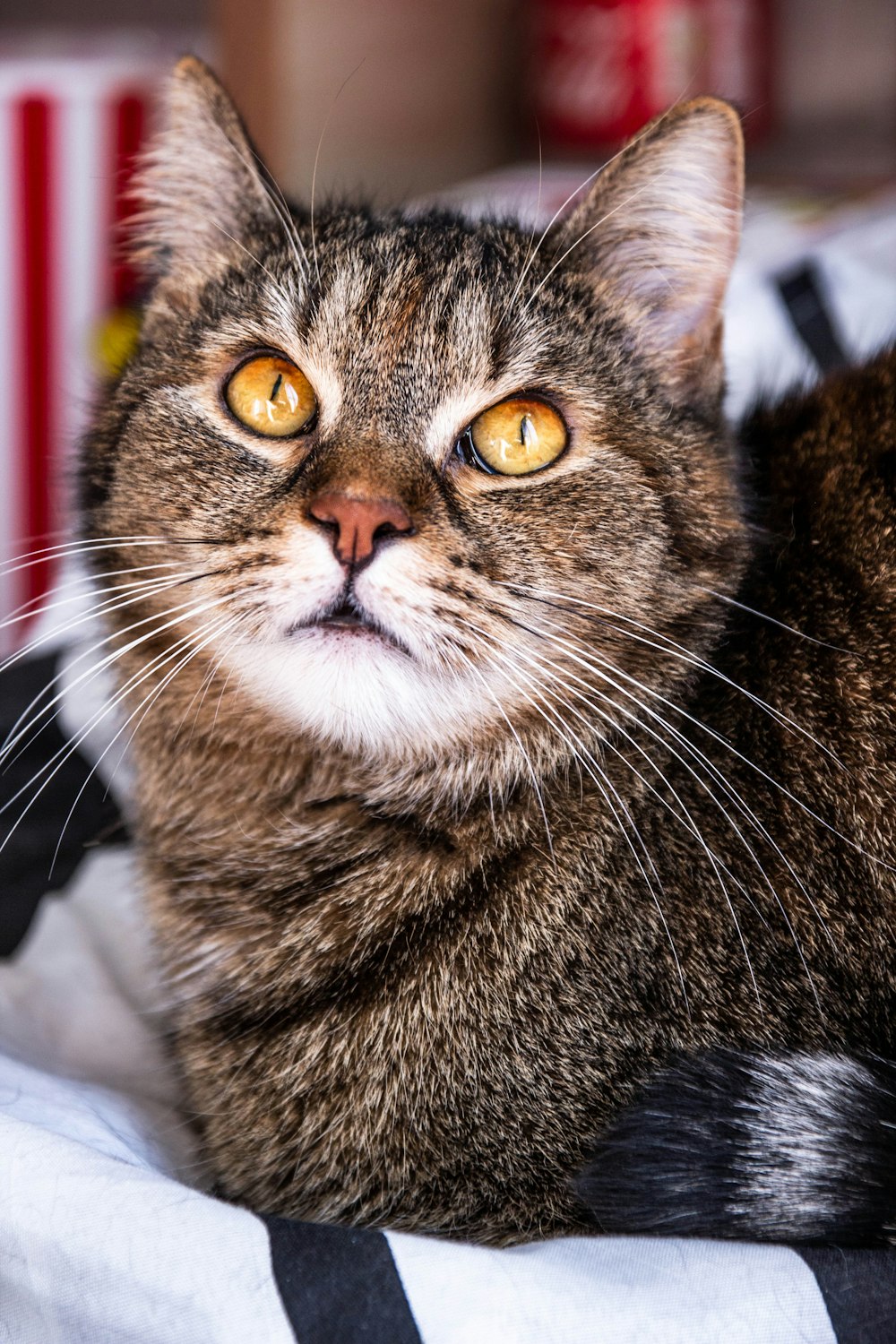 brown tabby cat on white textile