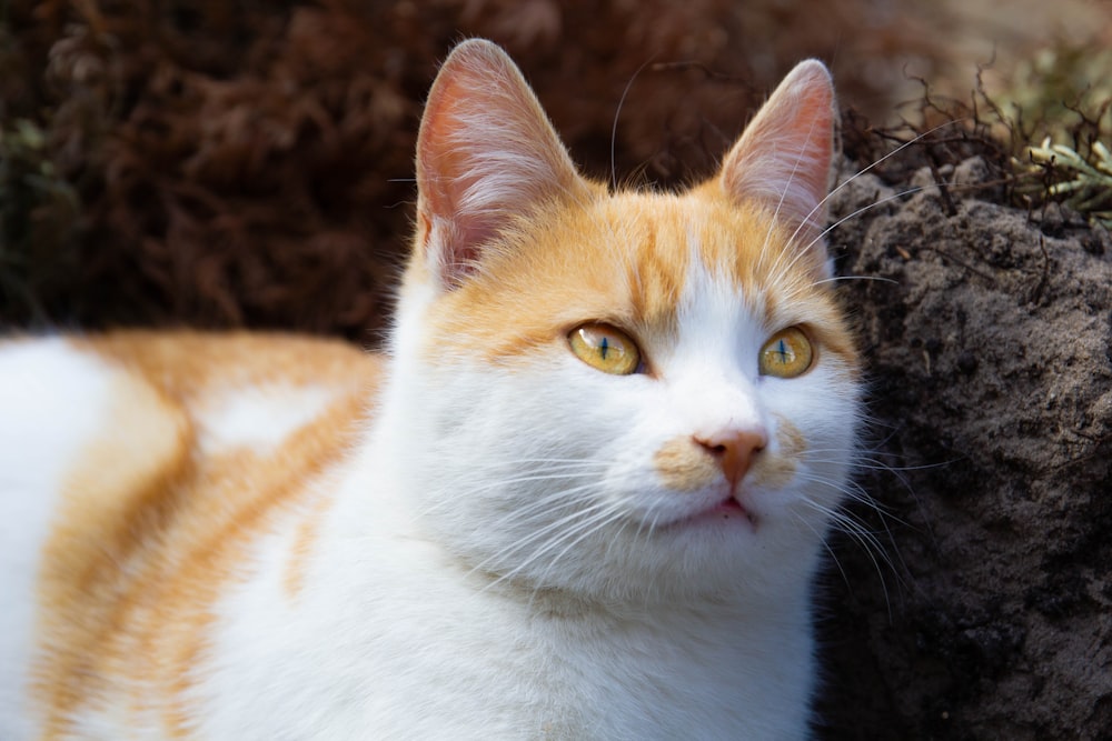 orange and white cat on brown textile