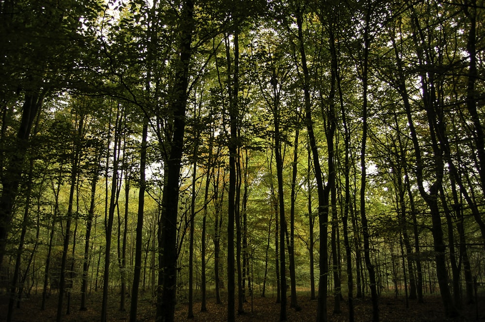 green trees on forest during daytime