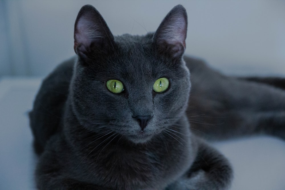 black cat with green eyes